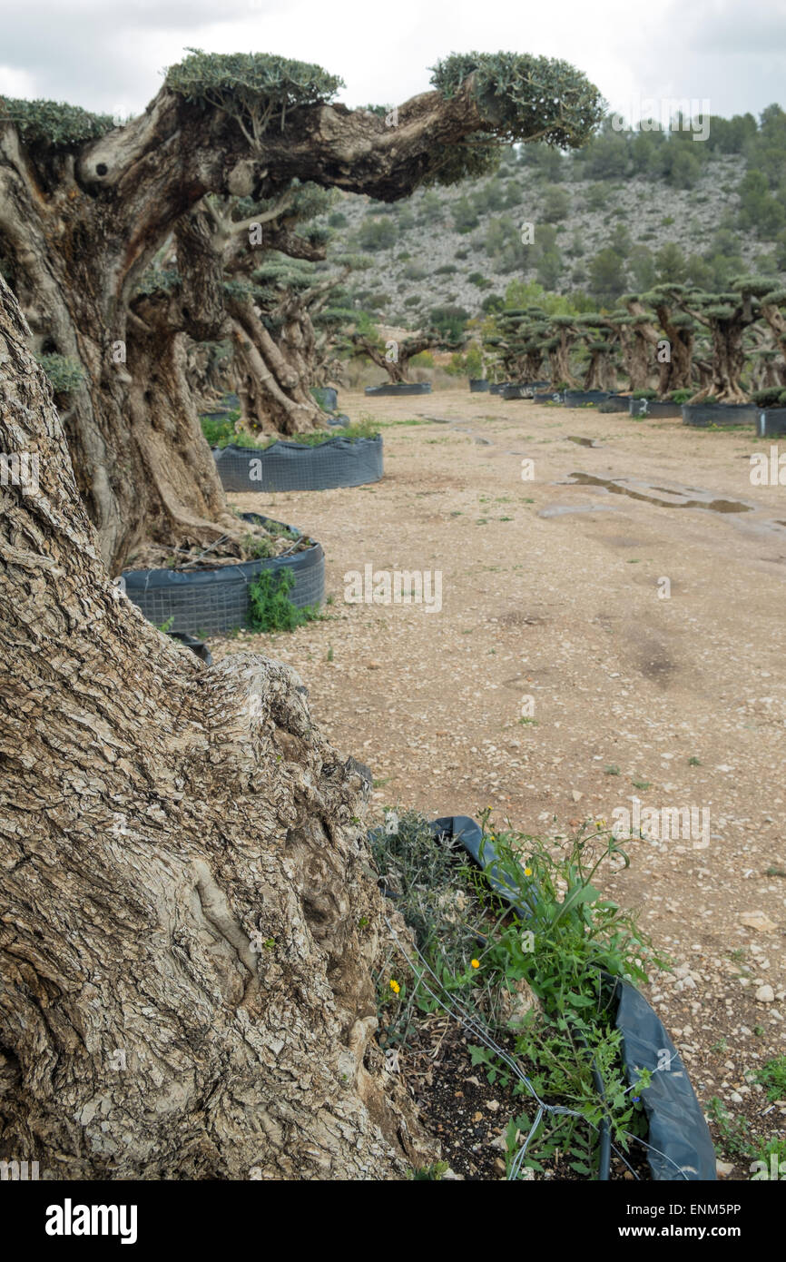 Centennial olive trees meant for ornamental purposes Stock Photo Alamy