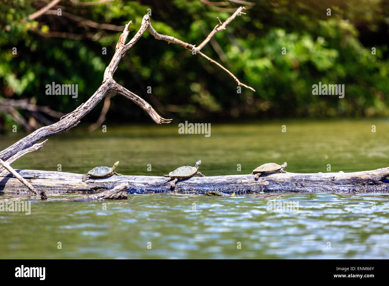 Three Common Map turtles on a log on a lake in Central Kentucky Stock Photo