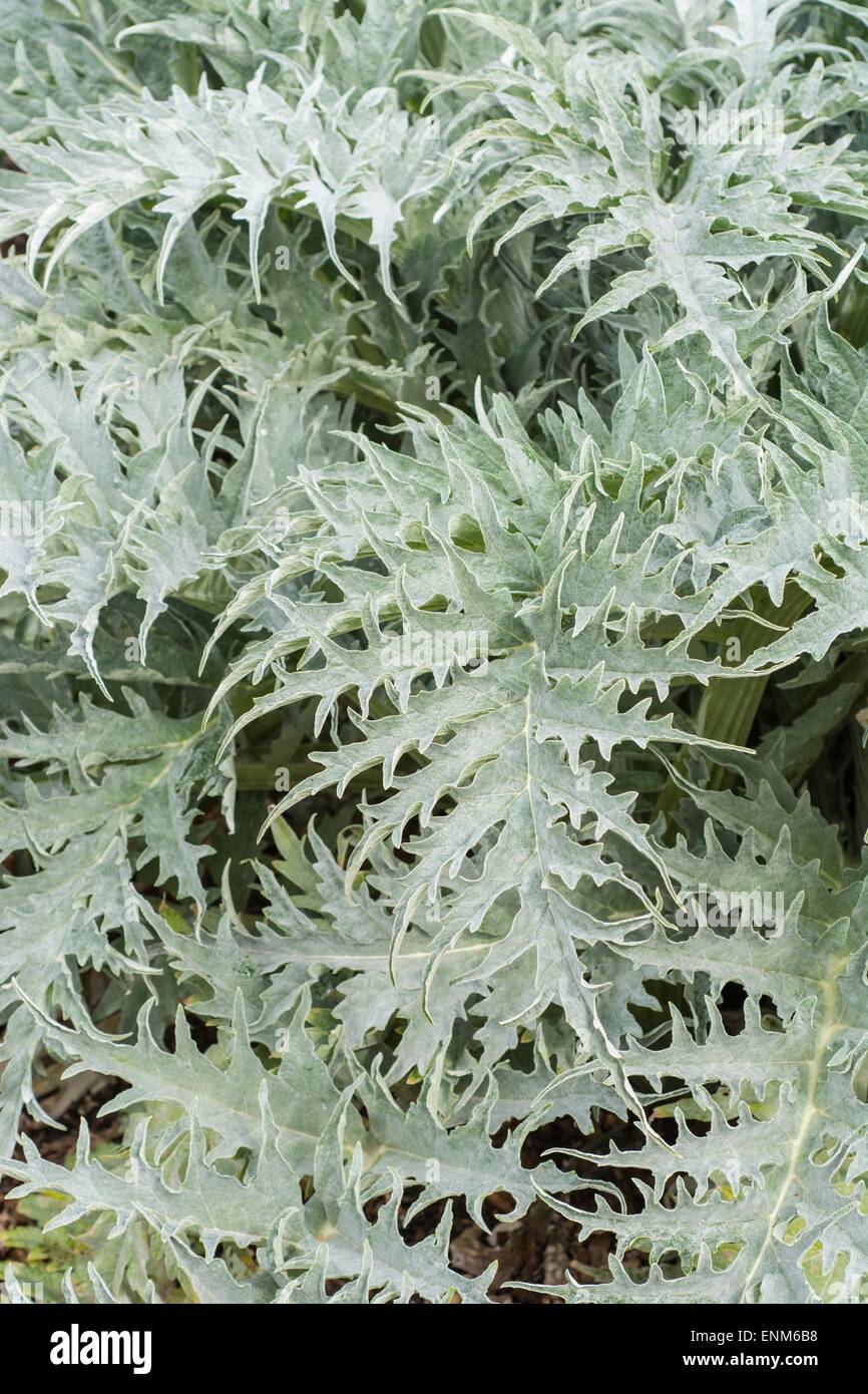 Globe artichoke Cynara cardunculus var. scolymus. Foliage. Stock Photo