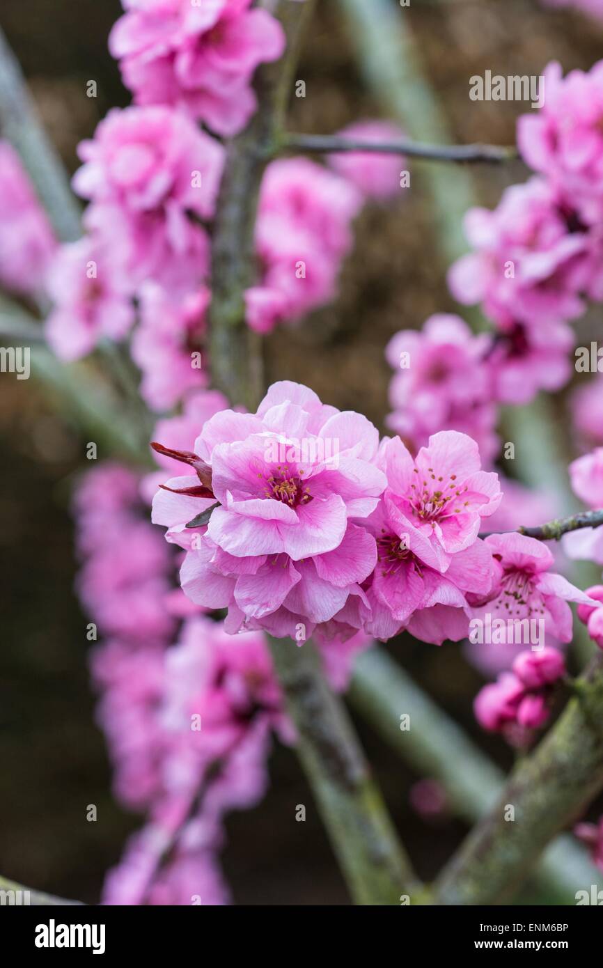 Prunus cerasifera -  'Spring Glow' blossom. Stock Photo