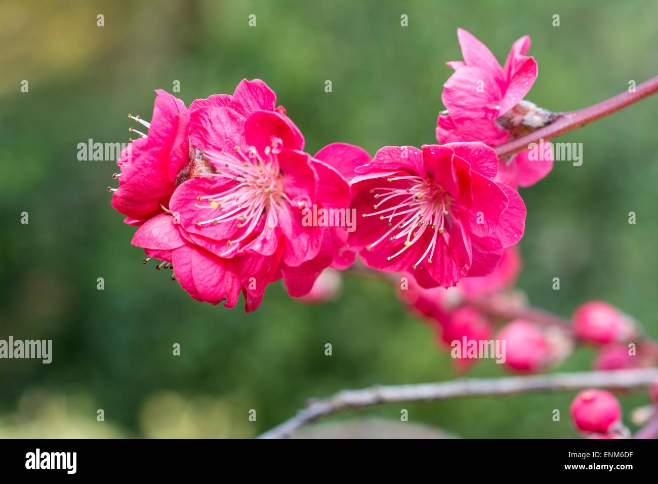 Peach 'Melred', blossom Stock Photo
