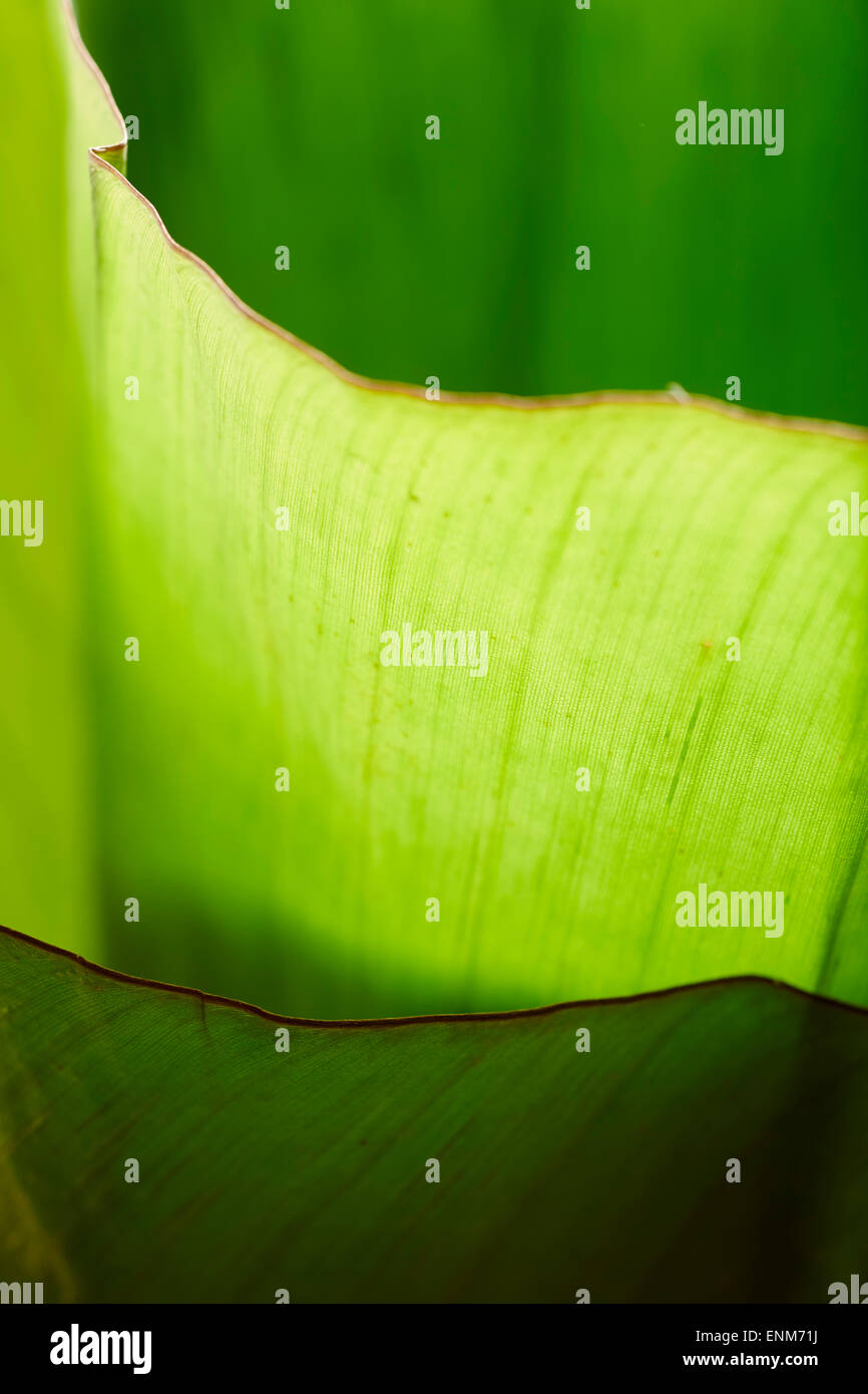 raw banana leaf Stock Photo