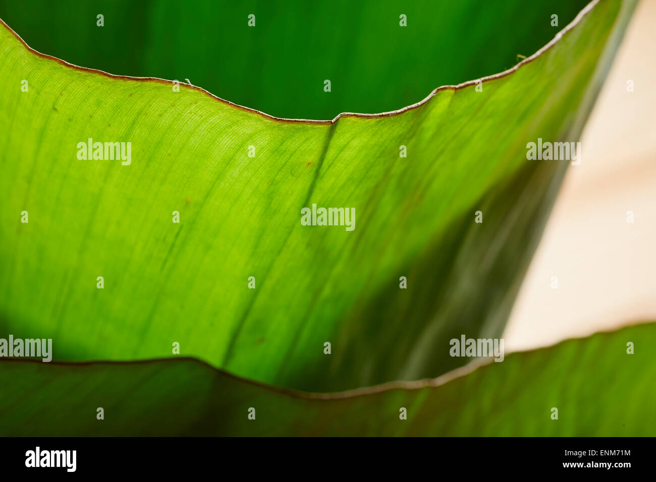 raw banana leaf Stock Photo