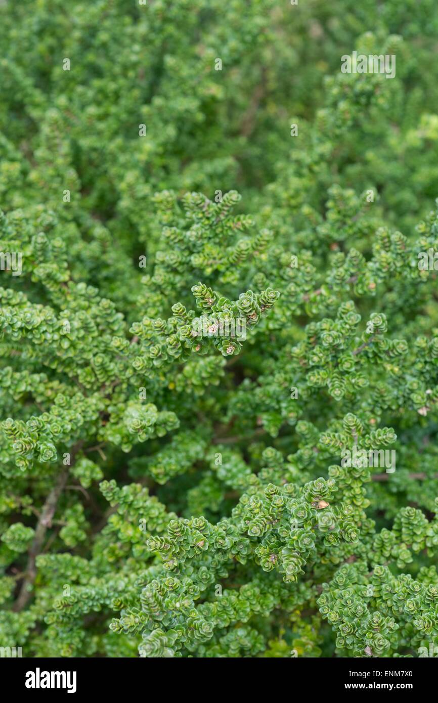 alpine mint bush Stock Photo