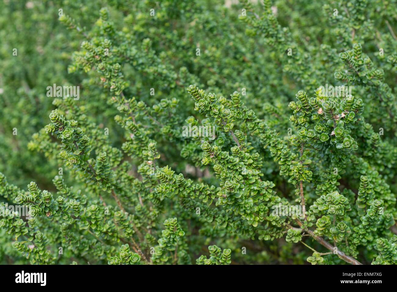alpine mint bush Stock Photo