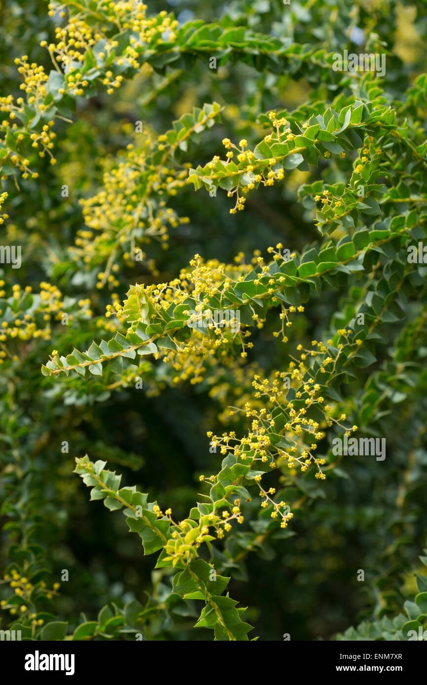 Acacia pravissima spring Stock Photo