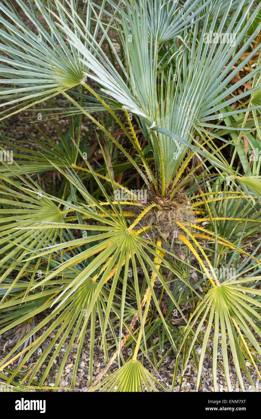 Chamaerops humilis, the Mediterranean Fan Palm Stock Photo