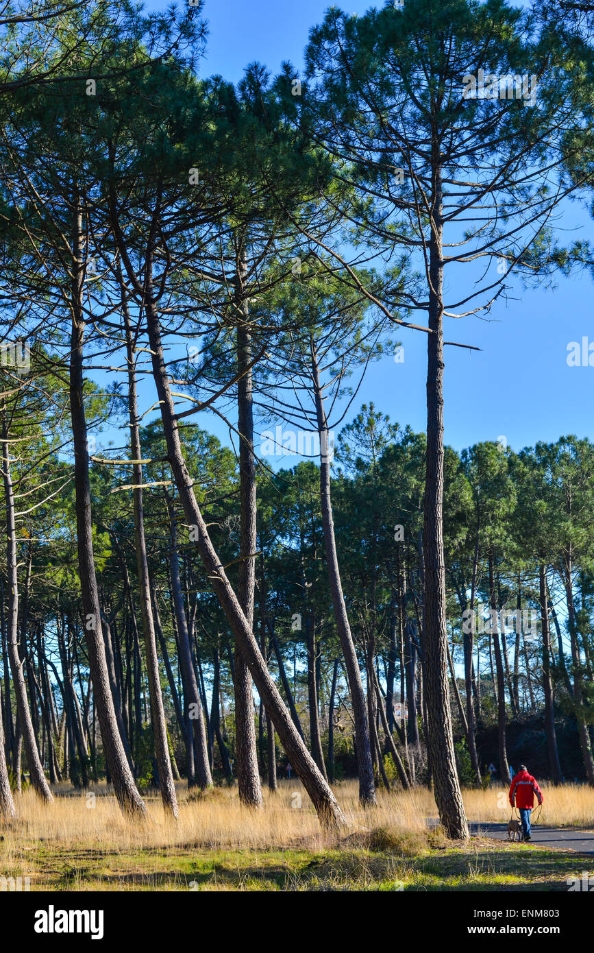 Maritime pines-Landes, France, Europe Stock Photo - Alamy