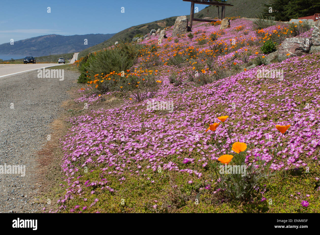 Wildflowers growing alongside highway one (Pacific coast highway