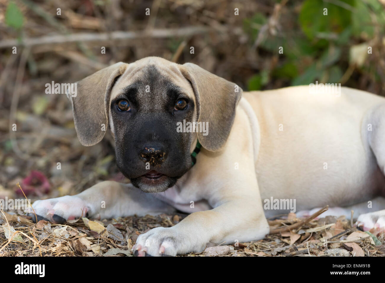 A big eyed big eared puppy with dirt on its nose is looking striaght ahead. Stock Photo