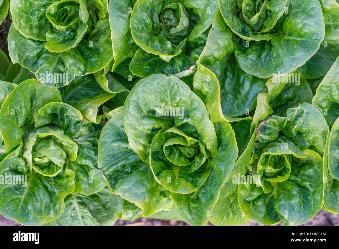 'Winter Gem' Lettuce - Lactuca sativa Stock Photo