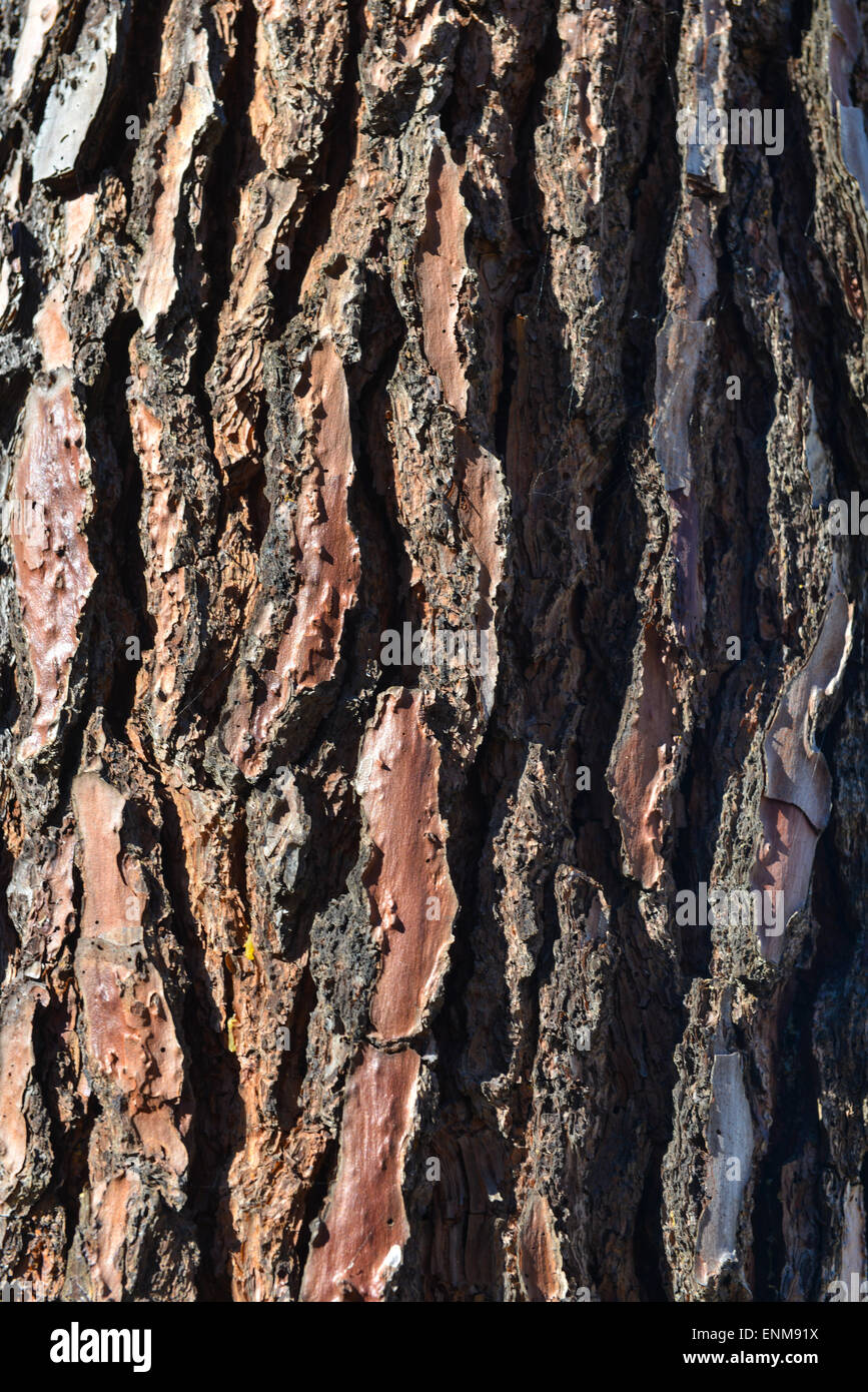 Bark of a Pine tree-Maritime pines-Landes, France, Europe Stock Photo