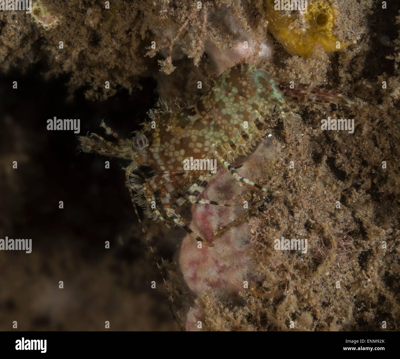 Common marble shrimp on a coral Stock Photo