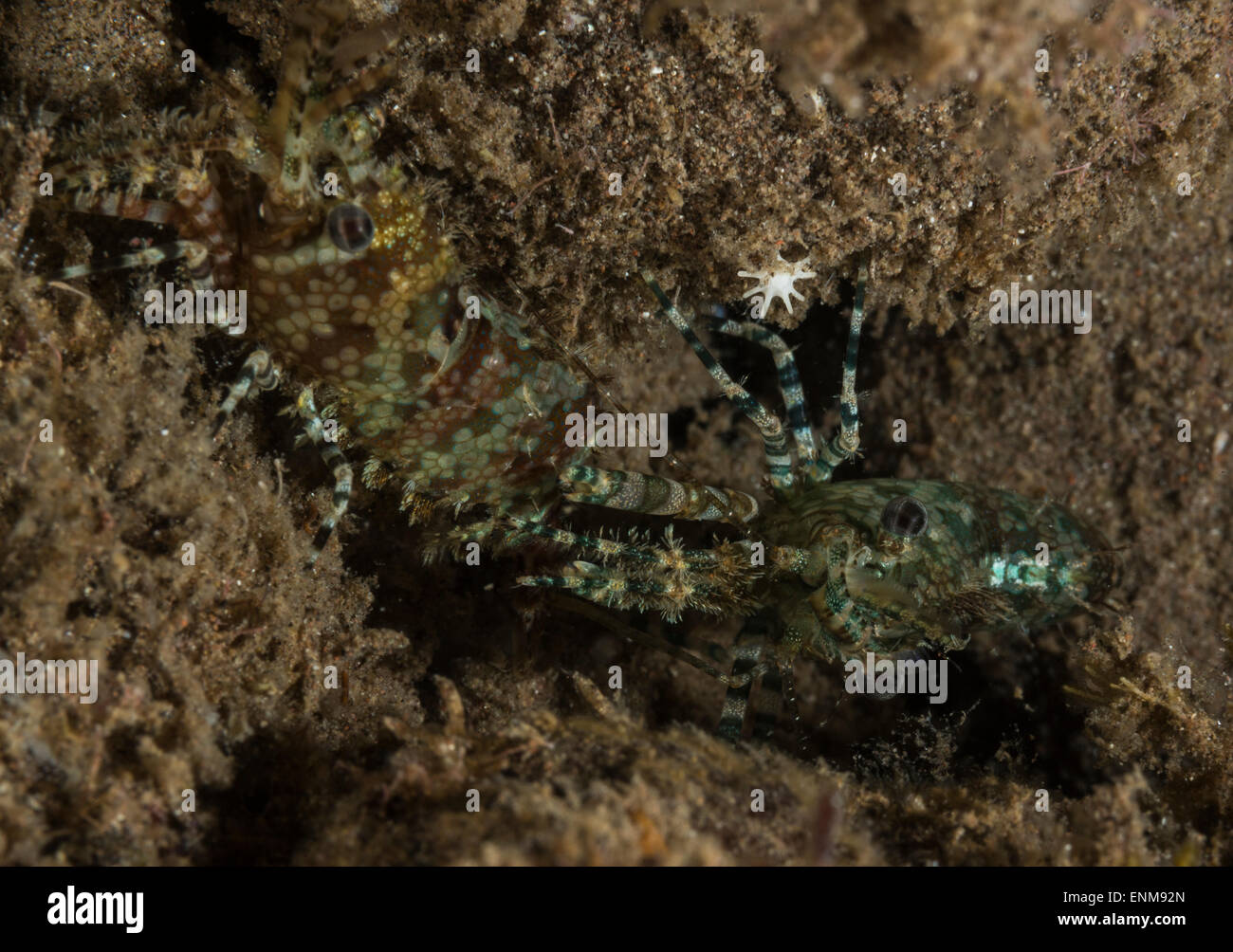 Common marble shrimp on a coral Stock Photo