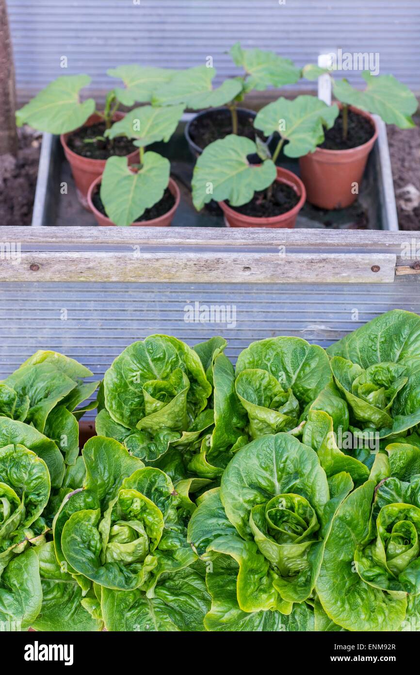 'Winter Gem' and runner bean plants hardening off in cold frame Lettuce - Lactuca sativa Stock Photo