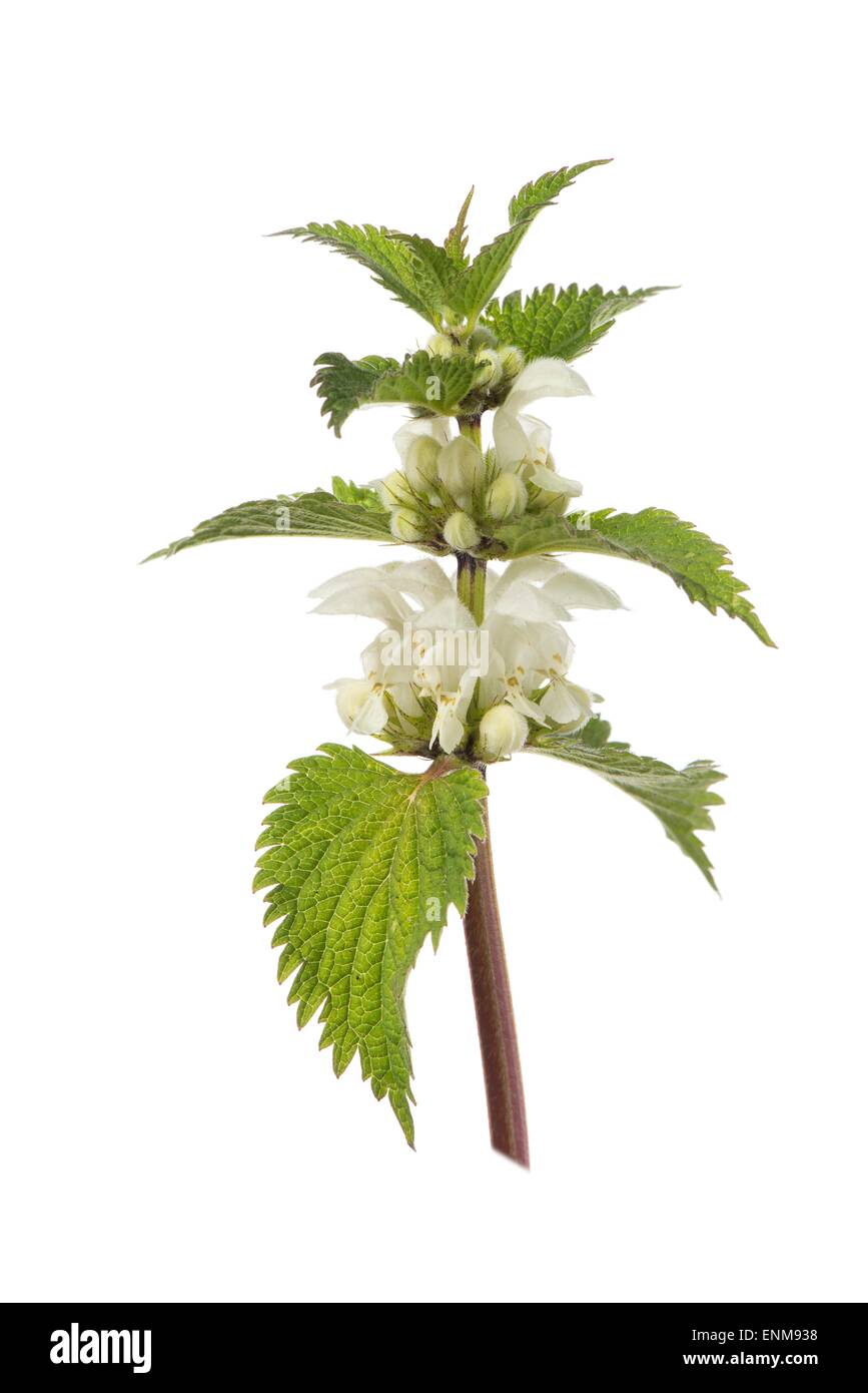 Lamium album - white nettle or white dead-nettle Stock Photo