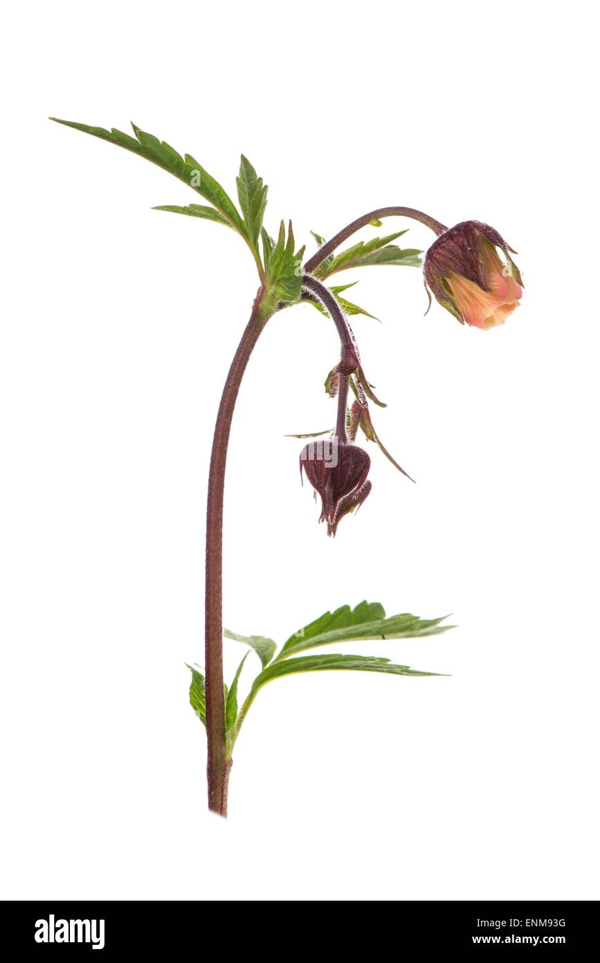 Geum rivale - water avens Stock Photo