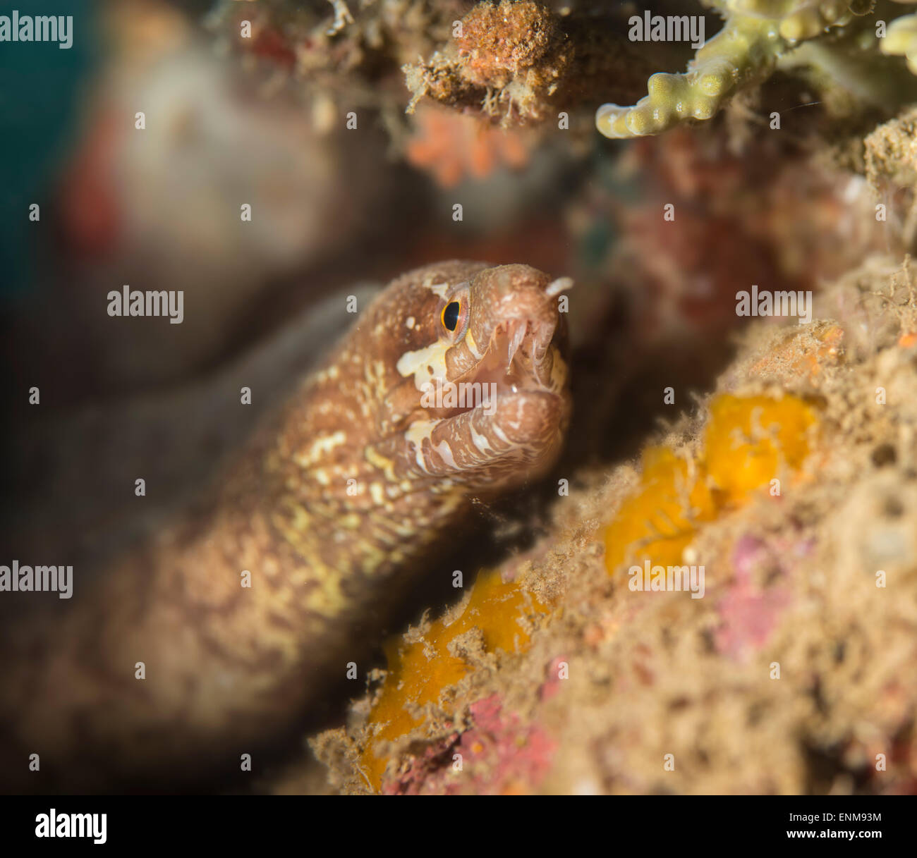 Moray eel hiding under a coral Stock Photo