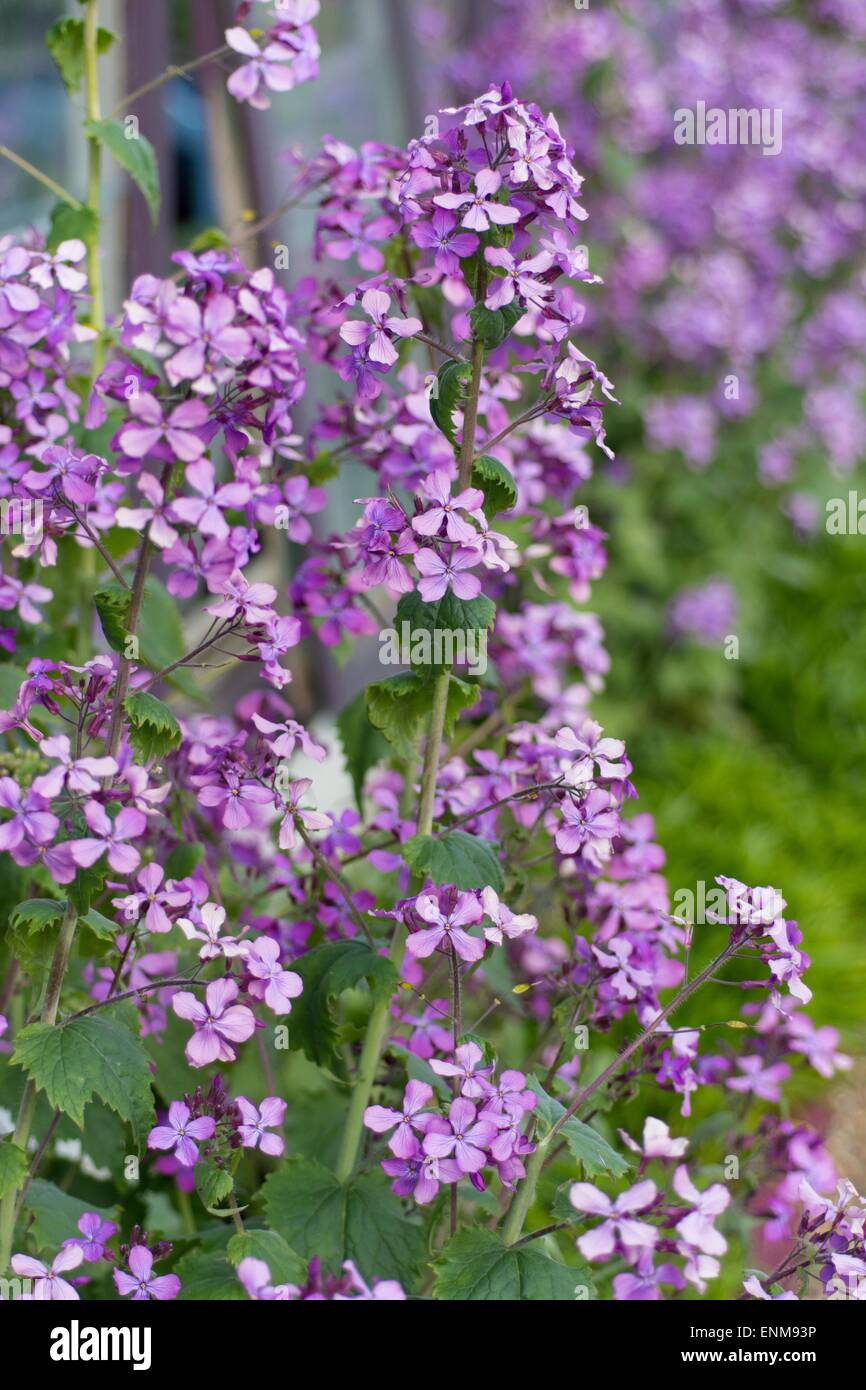 Lunaria annua, called honesty or annual honesty Stock Photo