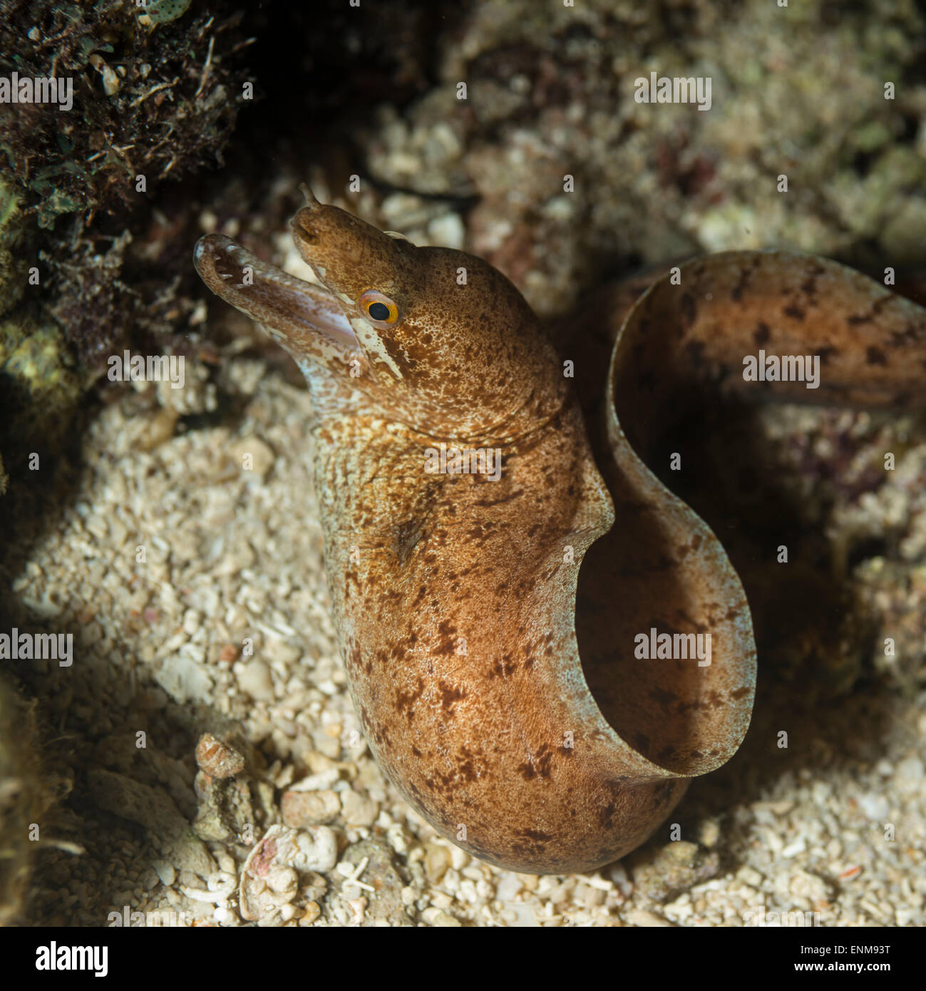 Agitated fangtooth moray eel captured out of hiding by surprise at night Stock Photo