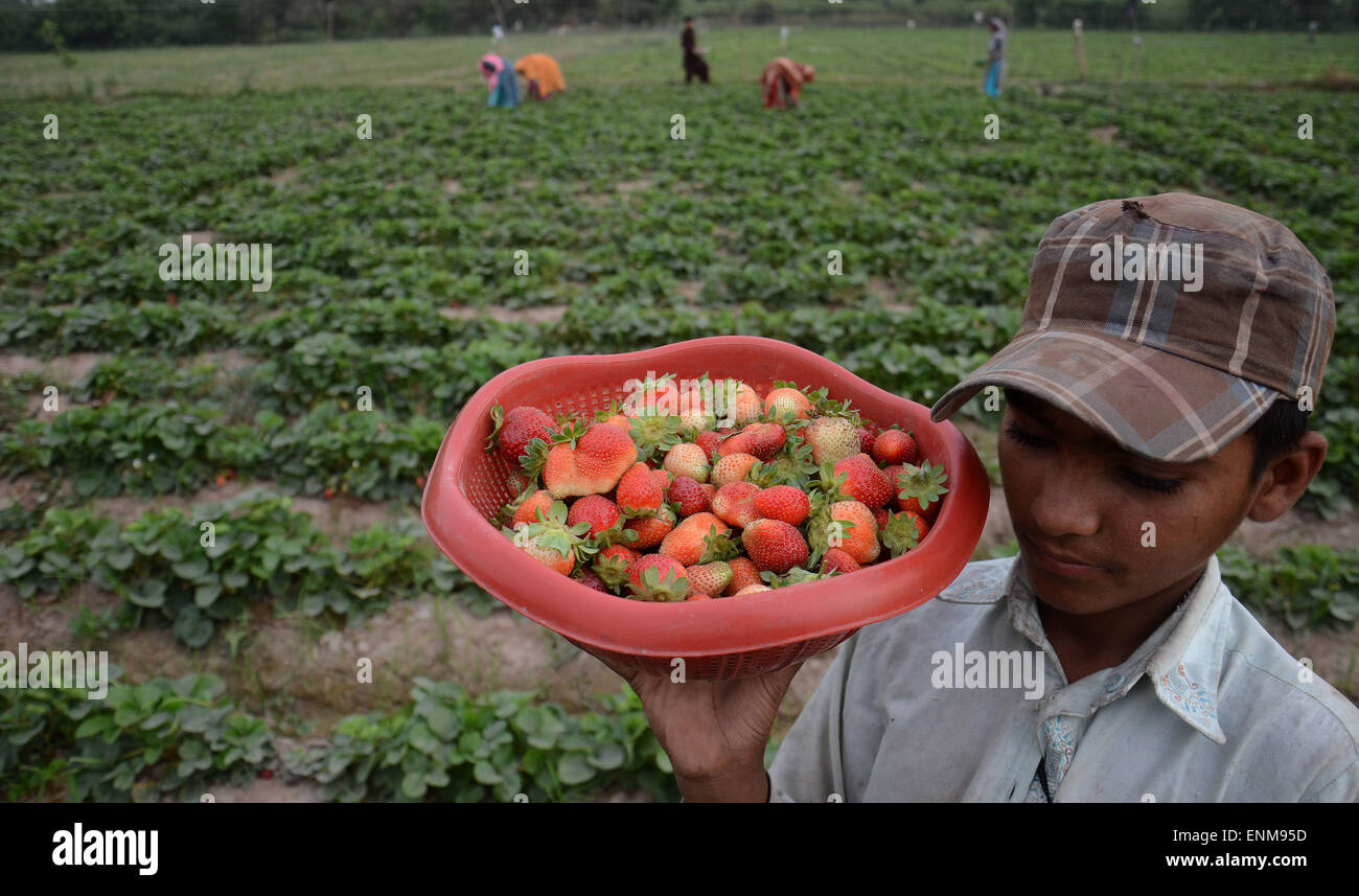 Lahore, Pakistan. 08th May, 2015. Pakistani farmers were busy in