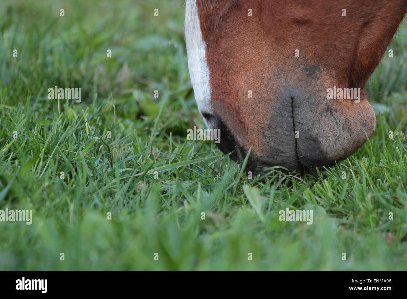 Horse Eating Grass Stock Photo - Alamy