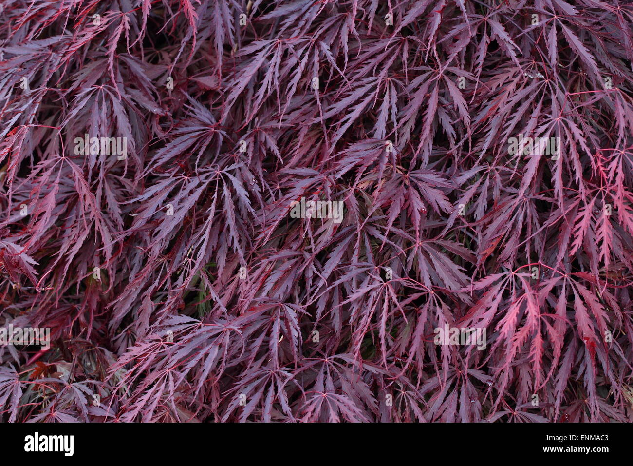 Japanese Maple Tree Stock Photo Alamy