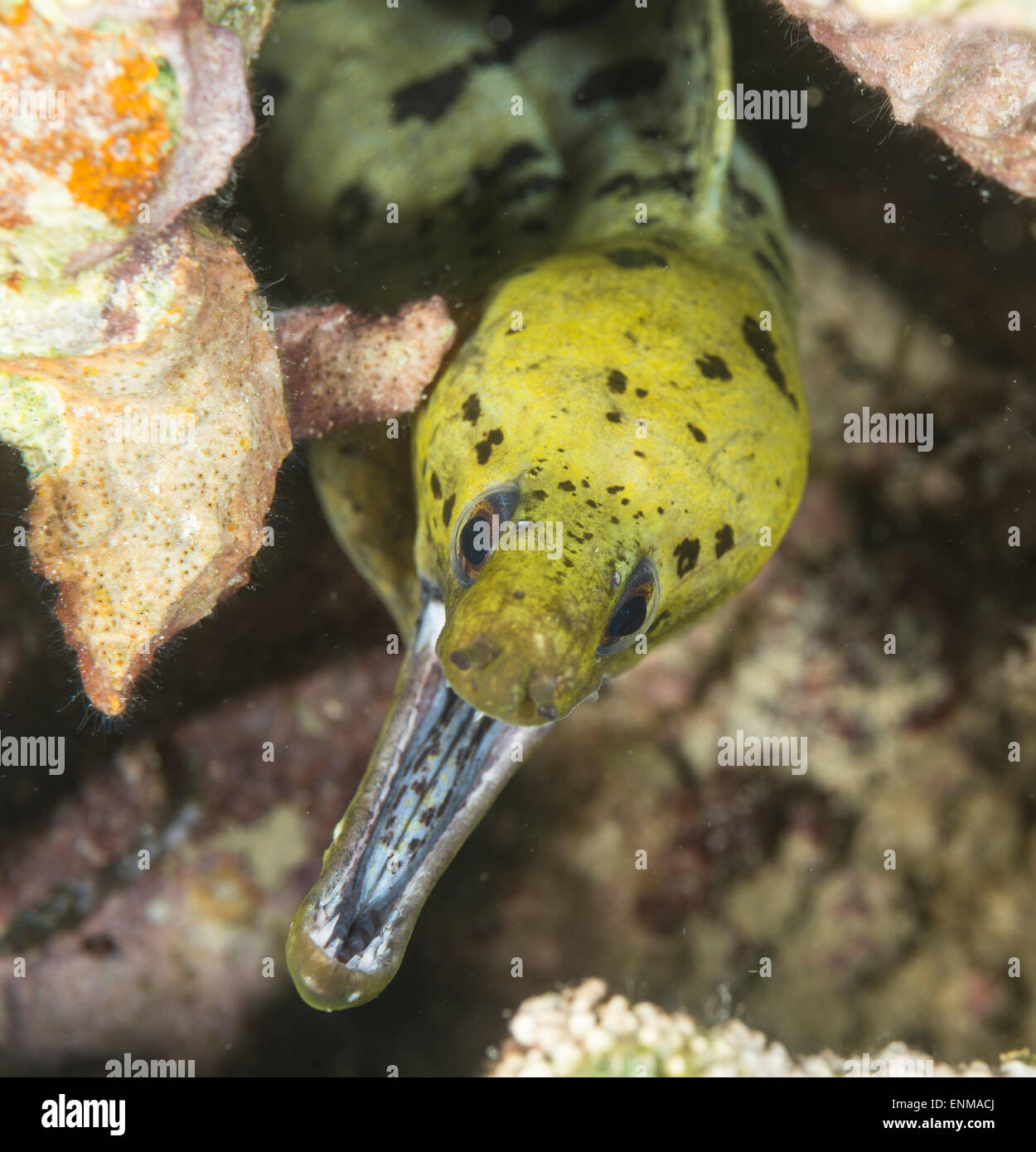 Fimbriated moray eel hiding under a coral Stock Photo Alamy