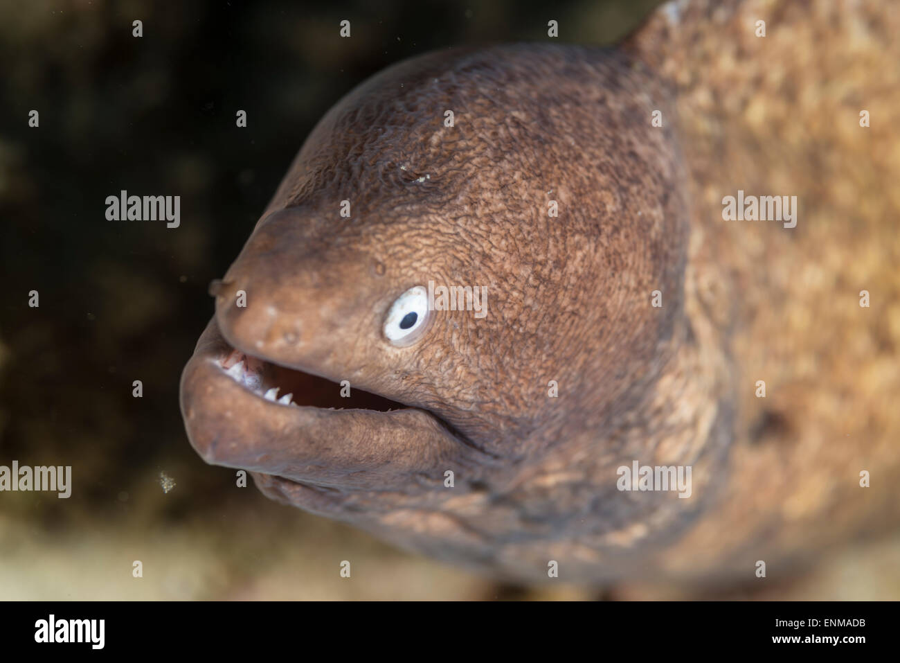 Portrait of a whiteeyed moray eel Stock Photo Alamy