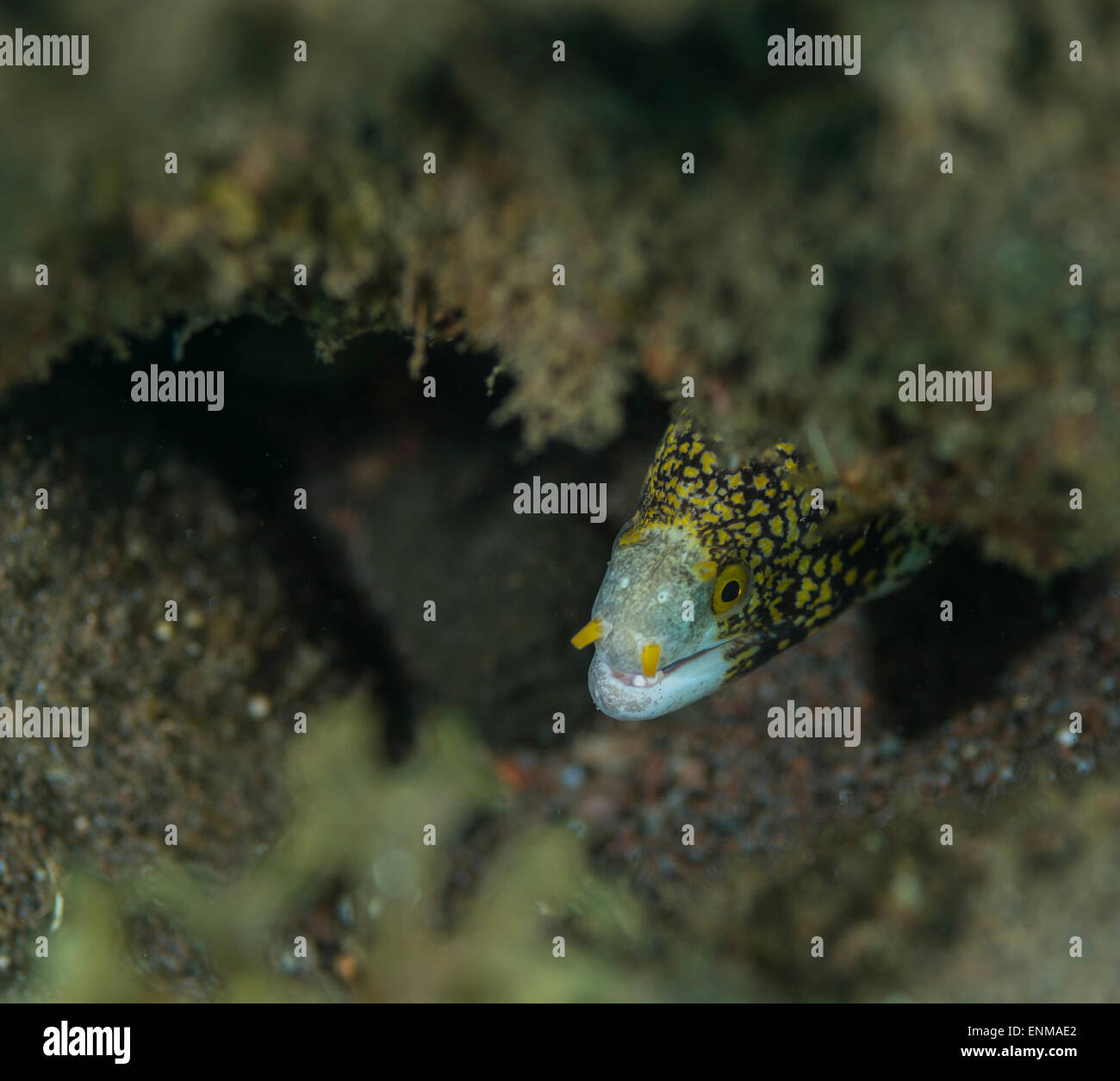 Snowflake moray eel hiding under a coral Stock Photo