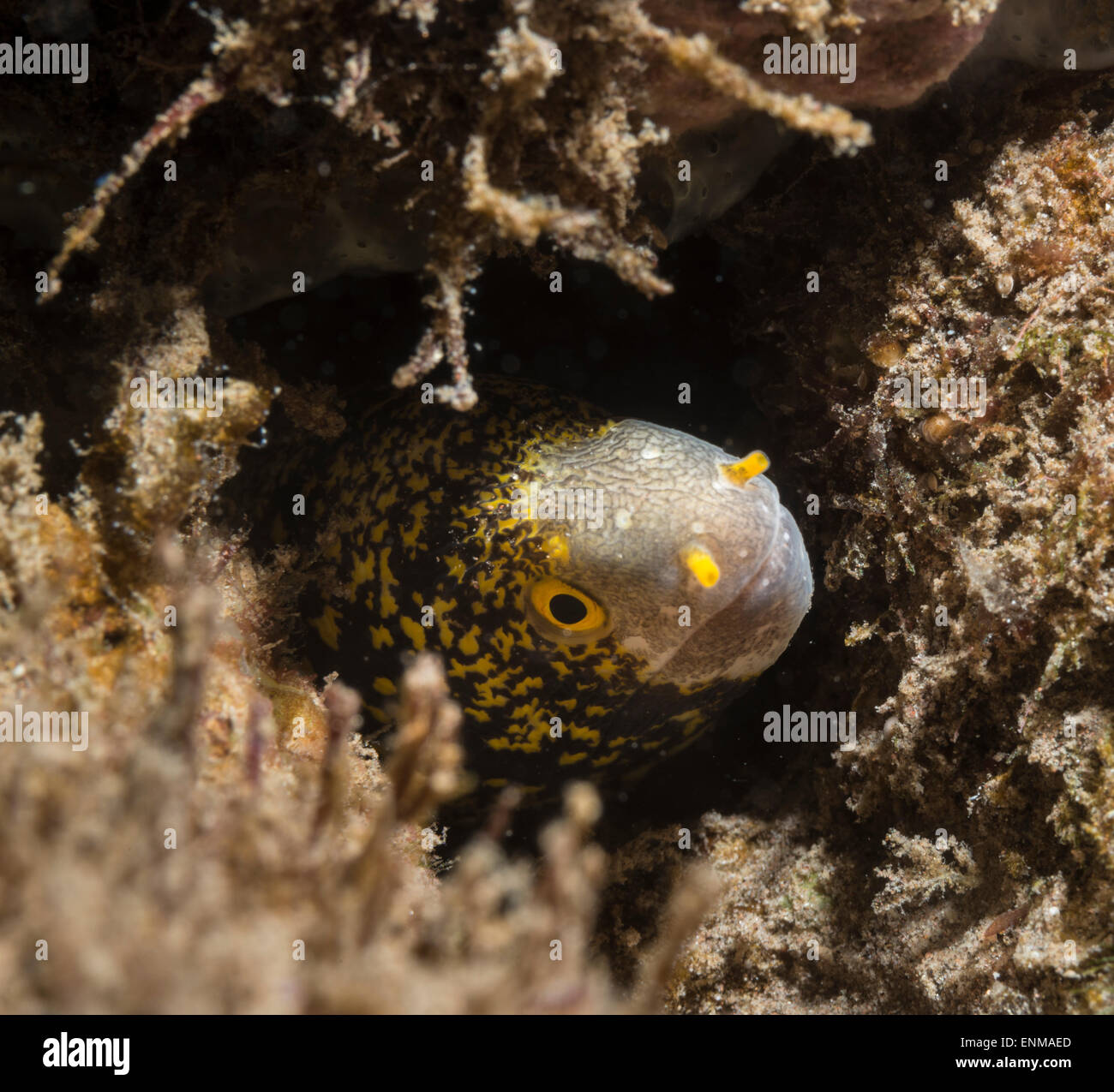 Snowflake moray eel peeking out from a hole in the corals Stock Photo