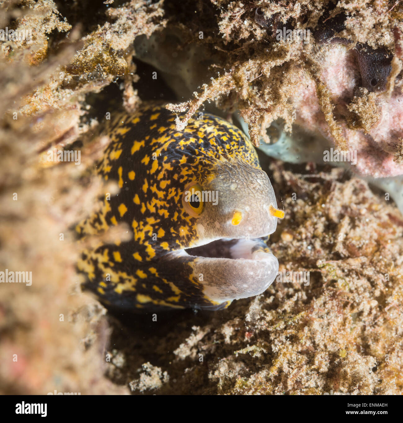 Snowflake moray eel peeking out from a hole in the corals Stock Photo