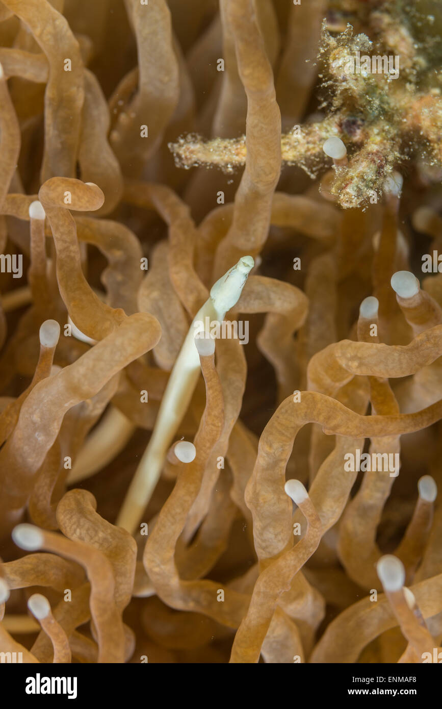 Mushroom coral pipefish hiding in a mushroom coral Stock Photo