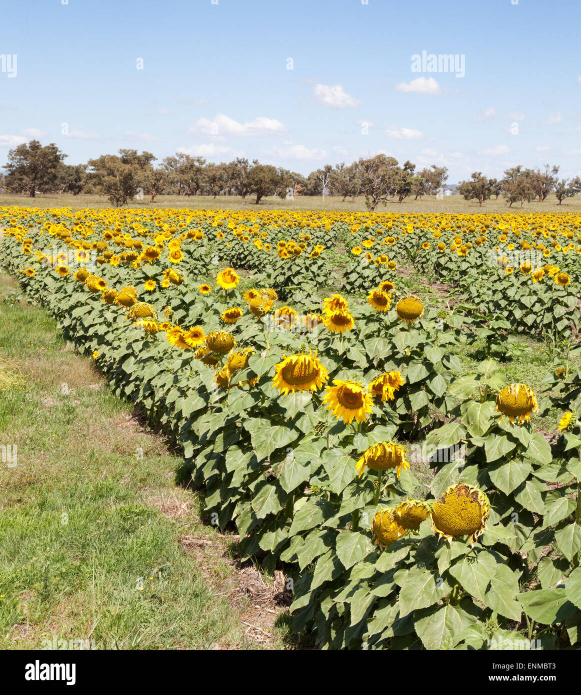 Sunflowers in NSW Australia in region of Quirindi at the height of summer Stock Photo