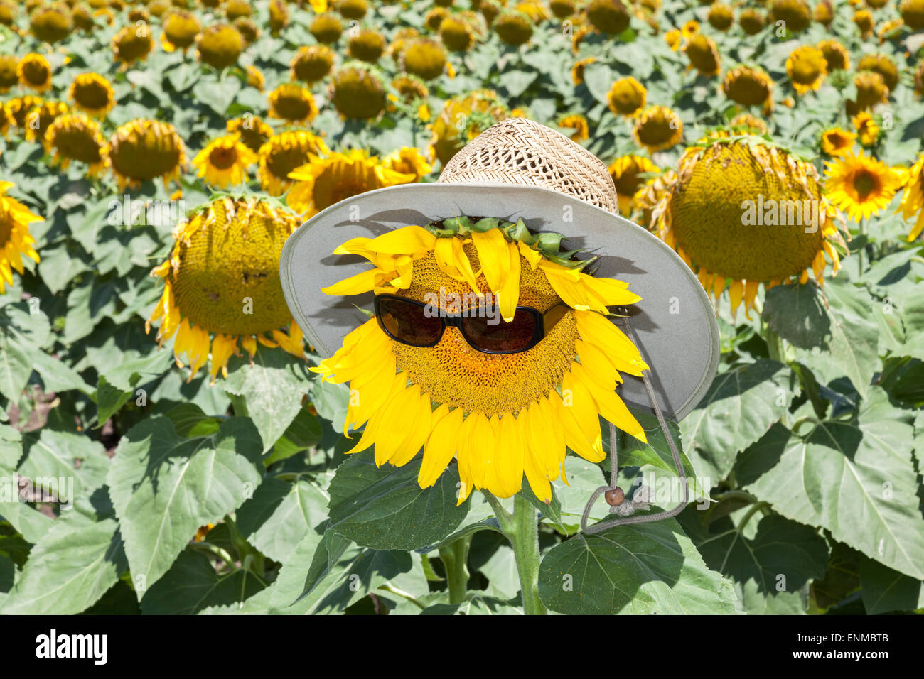 Sunflowers in NSW Australia in region of Quirindi at the height of summer Stock Photo
