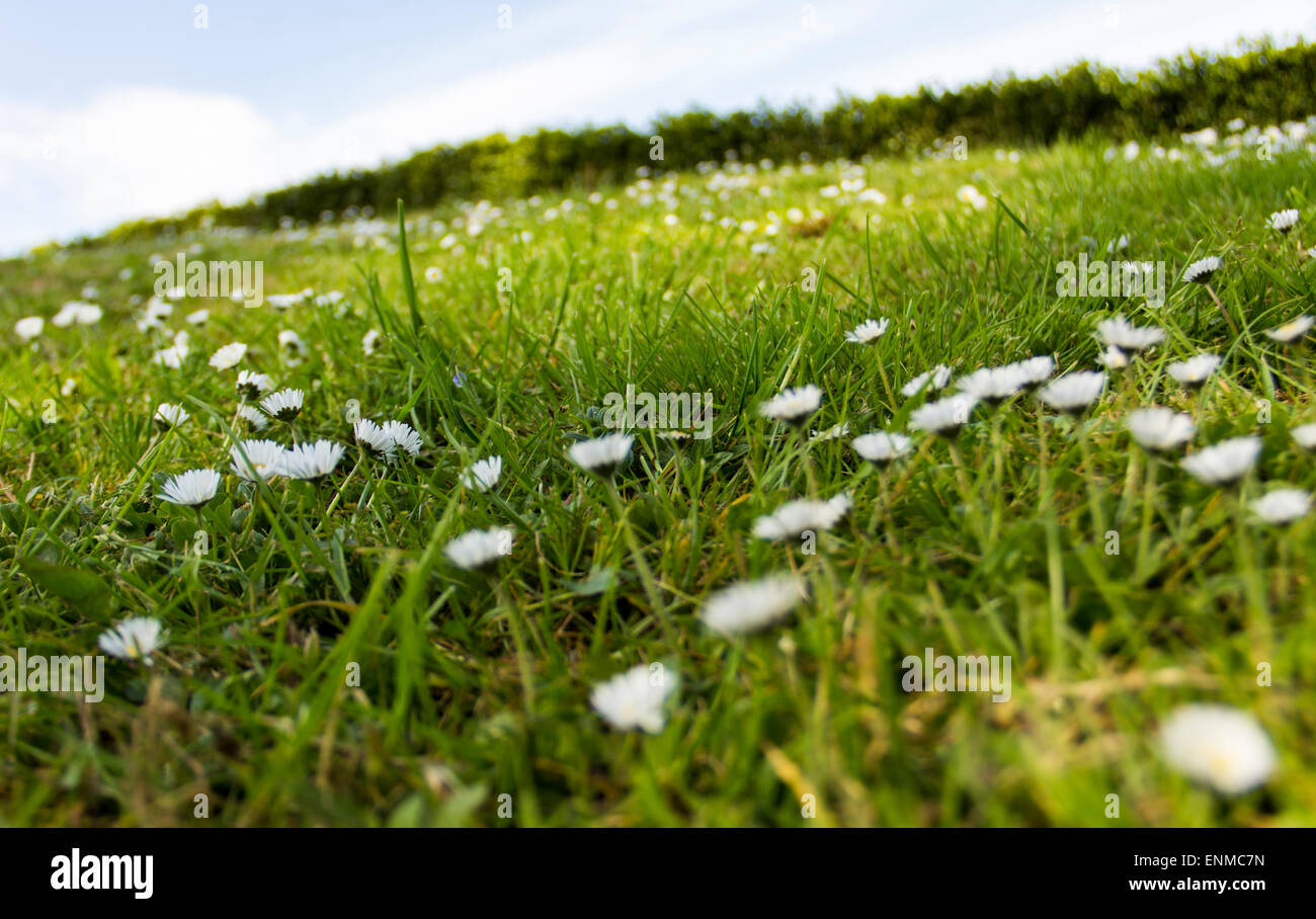 Hillside of wildflowers hi-res stock photography and images - Alamy