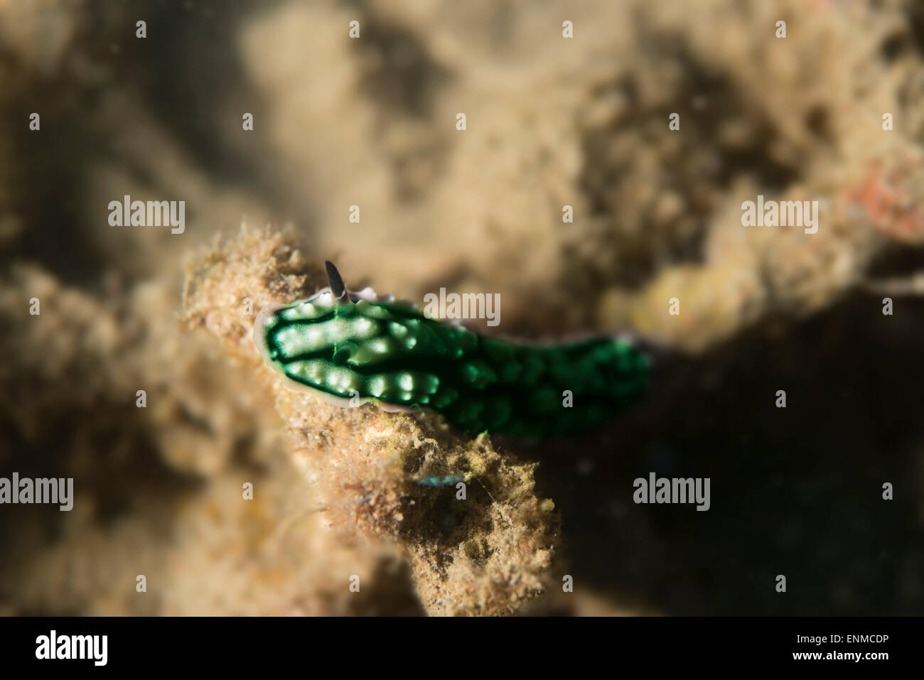 Nudibranch crawling on a coral Stock Photo