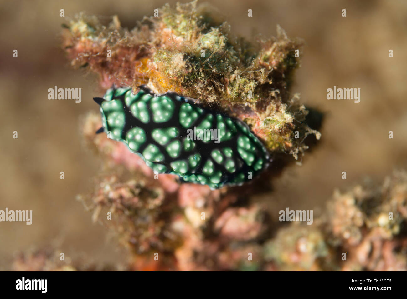Nudibranch crawling on a coral Stock Photo