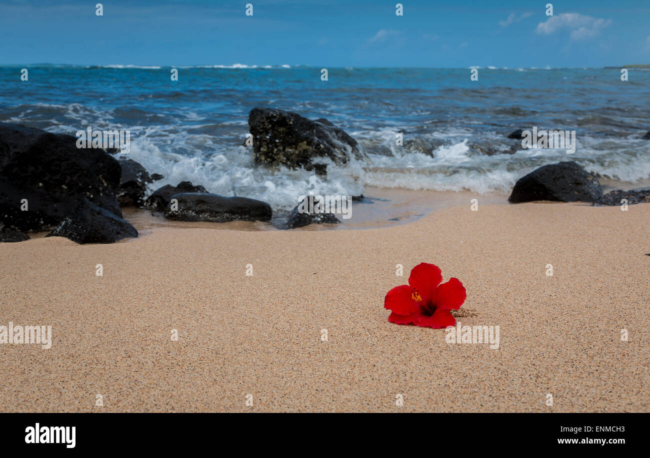 a red hyacinth flower lays on a beautiful tropical beach under a bright blue sky. Stock Photo