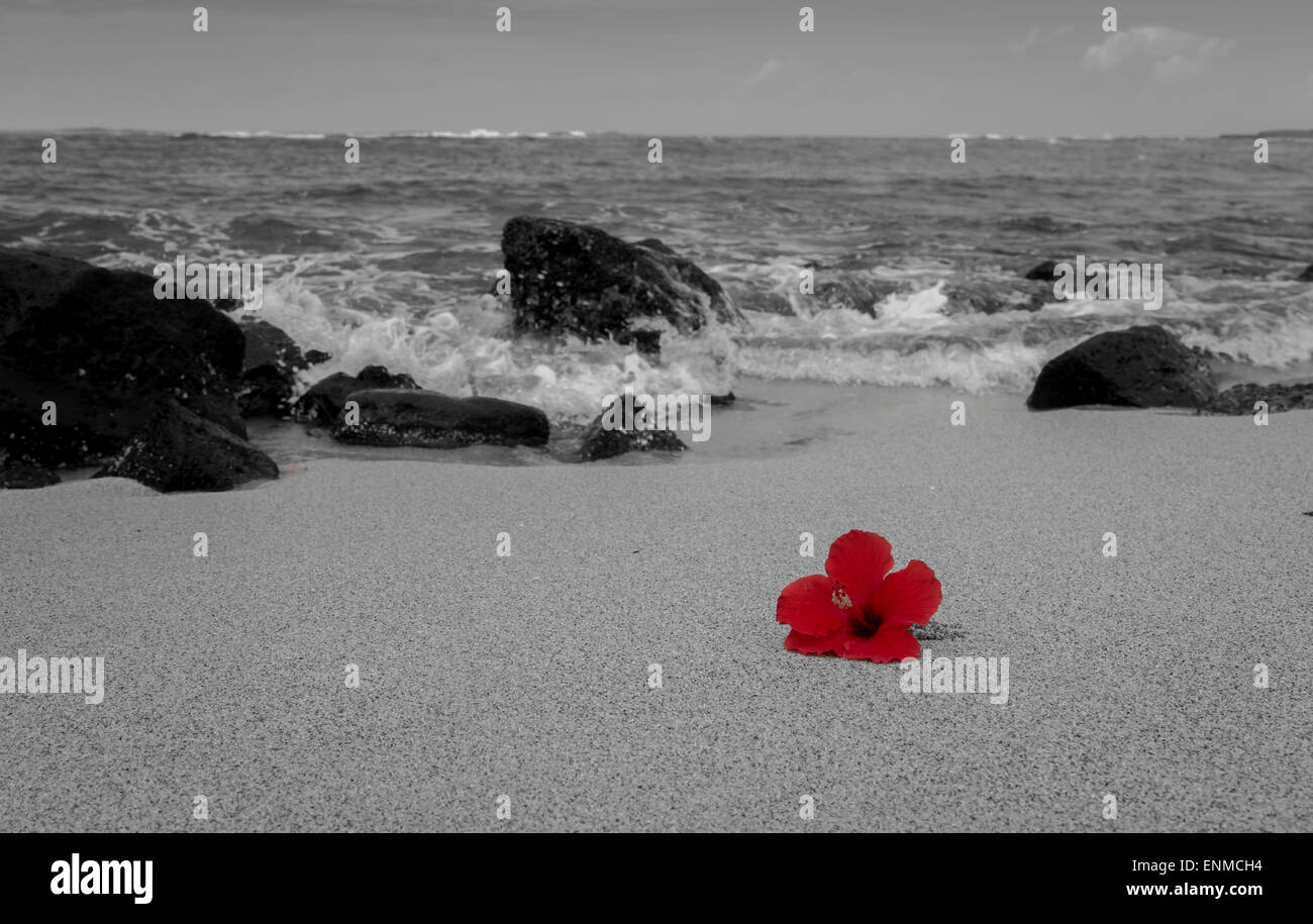 a red hyacinth flower contrasts with the black and white background of a tropical beach. Stock Photo