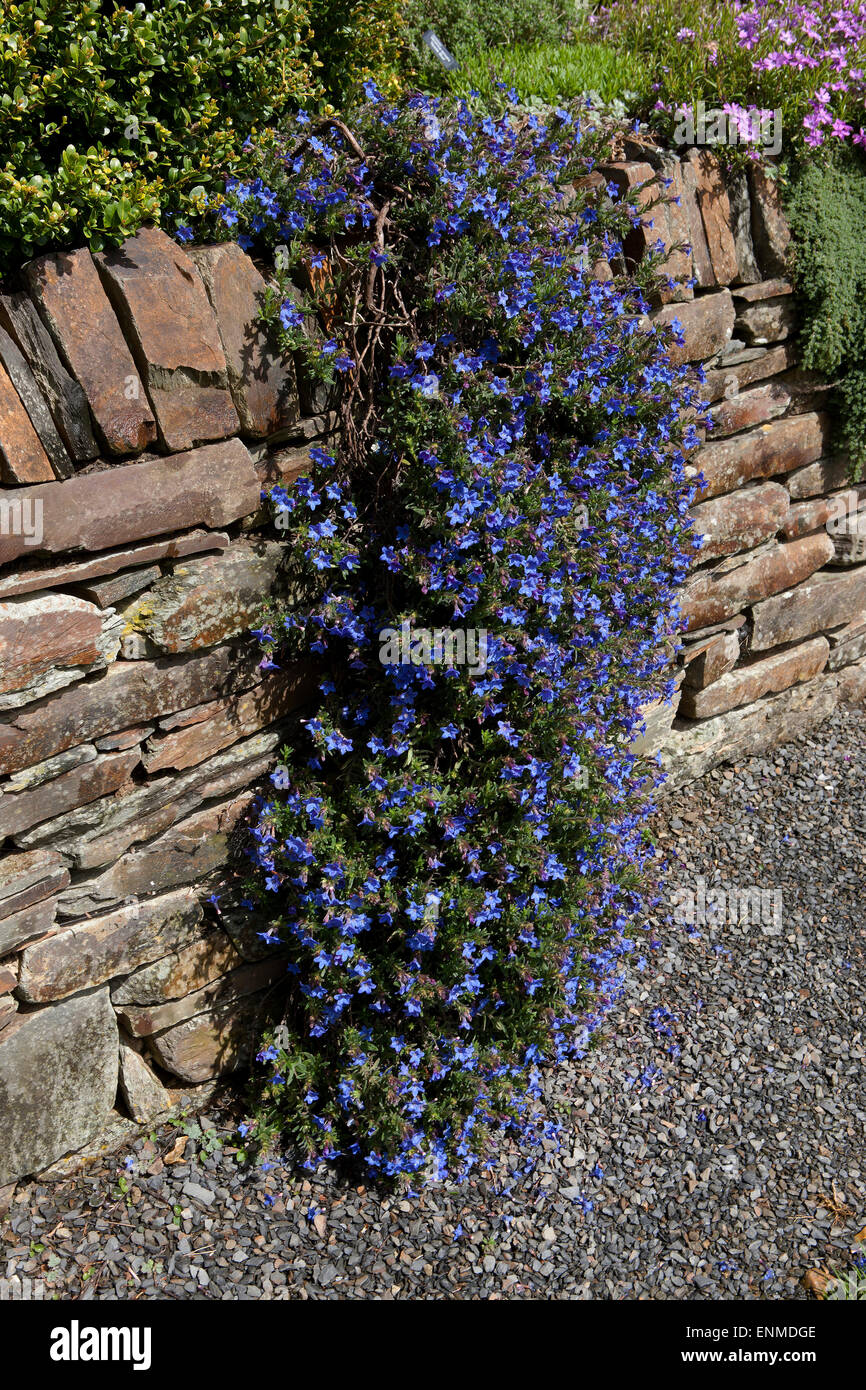 Lithodora diffusa grace ward growing on a stone wall at RHS Garden at Rosemoor Great Torrington Devon Stock Photo