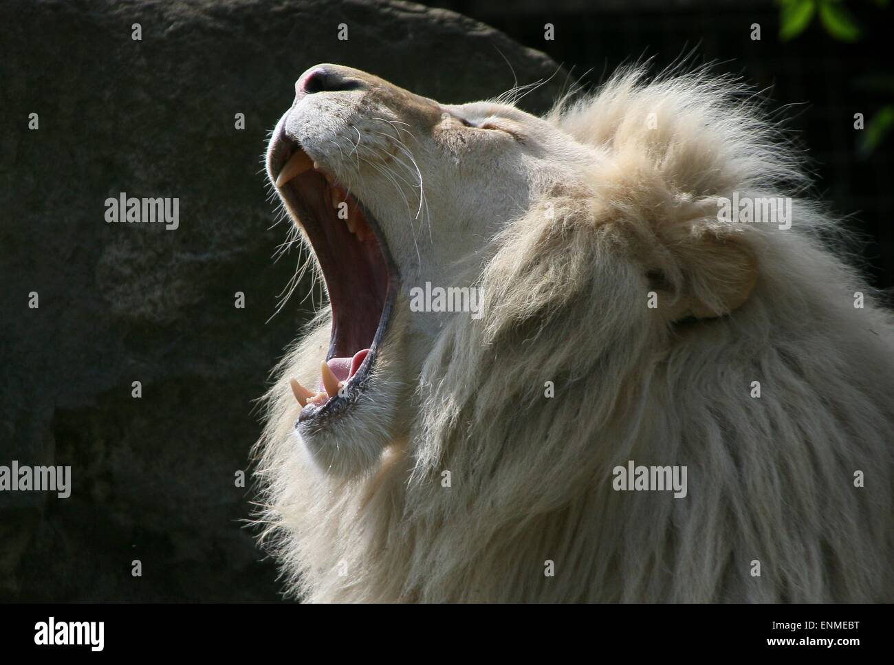 African Male white lion (Panthera leo Krugeri). Close-up while yawning. Stock Photo