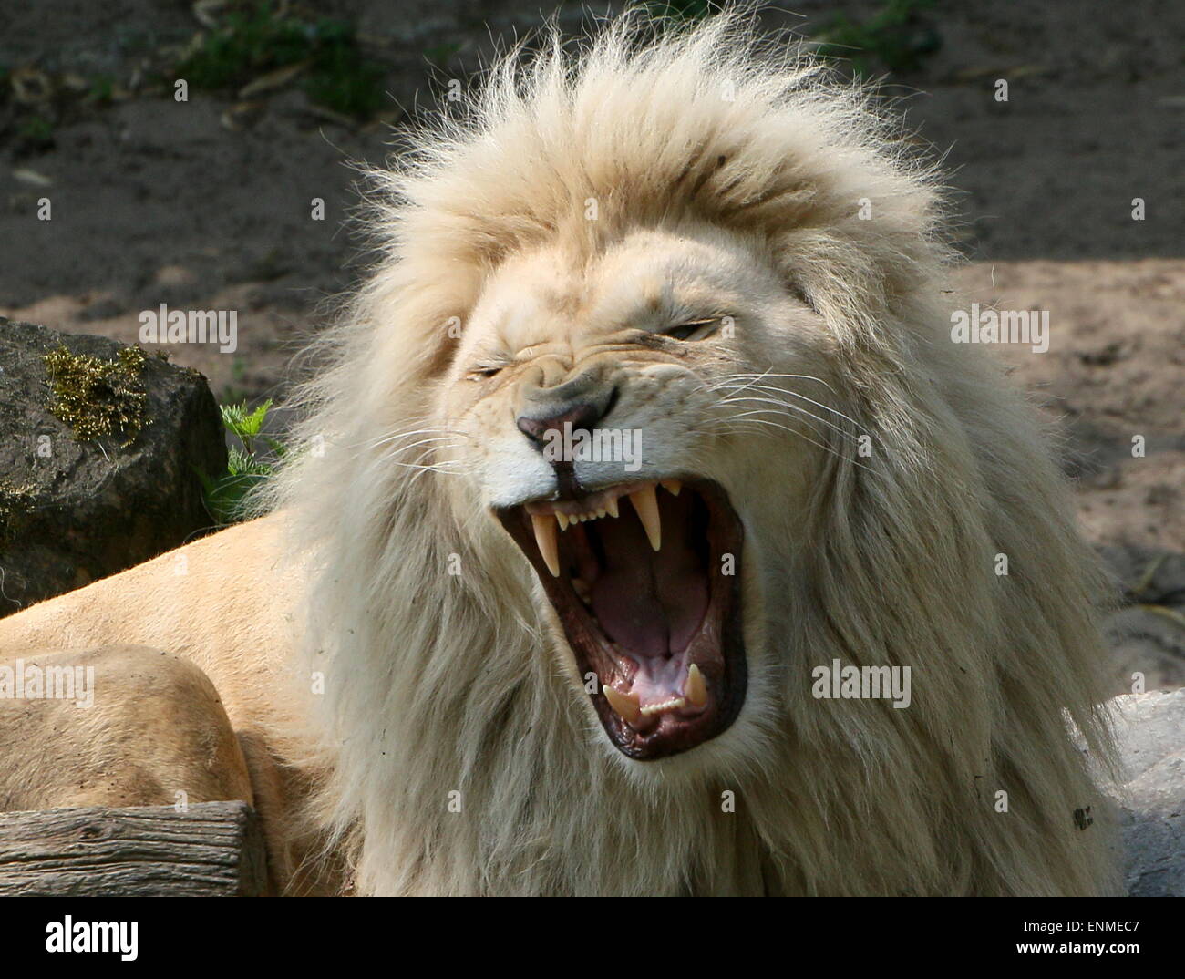 African Male white lion (Panthera leo Krugeri). Close-up while growling Stock Photo
