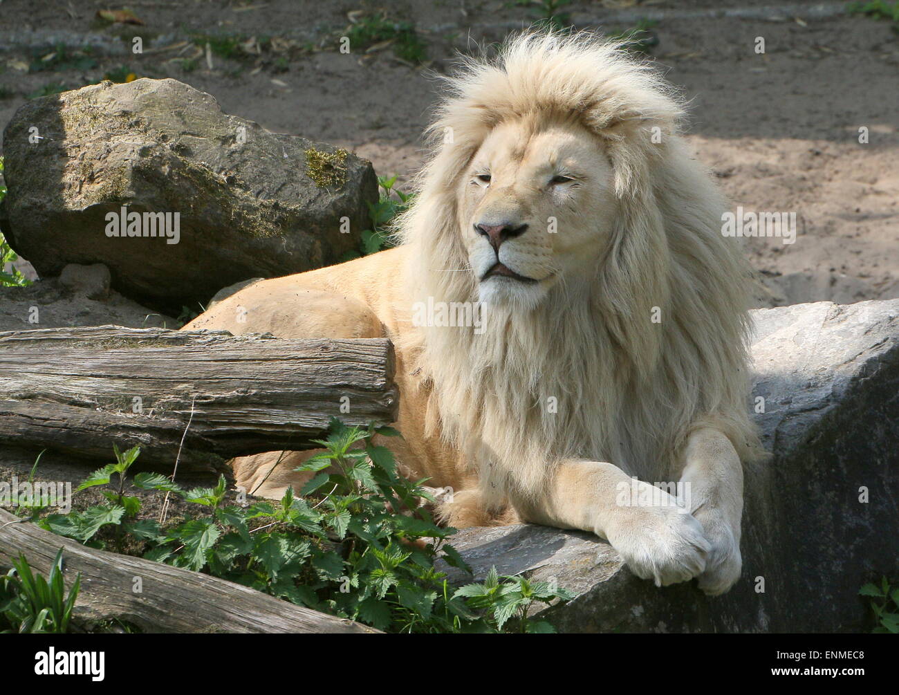 African mature Male white lion (Panthera leo Krugeri). Stock Photo