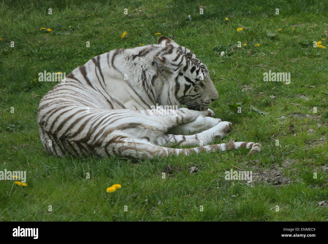 Female White Bengal tiger (Panthera tigris tigris) lying in the grass Stock Photo