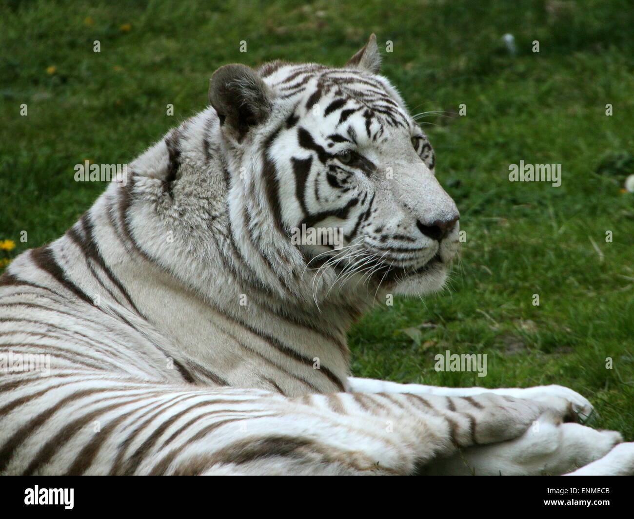 Female White Bengal tiger (Panthera tigris tigris) lying in the grass Stock Photo