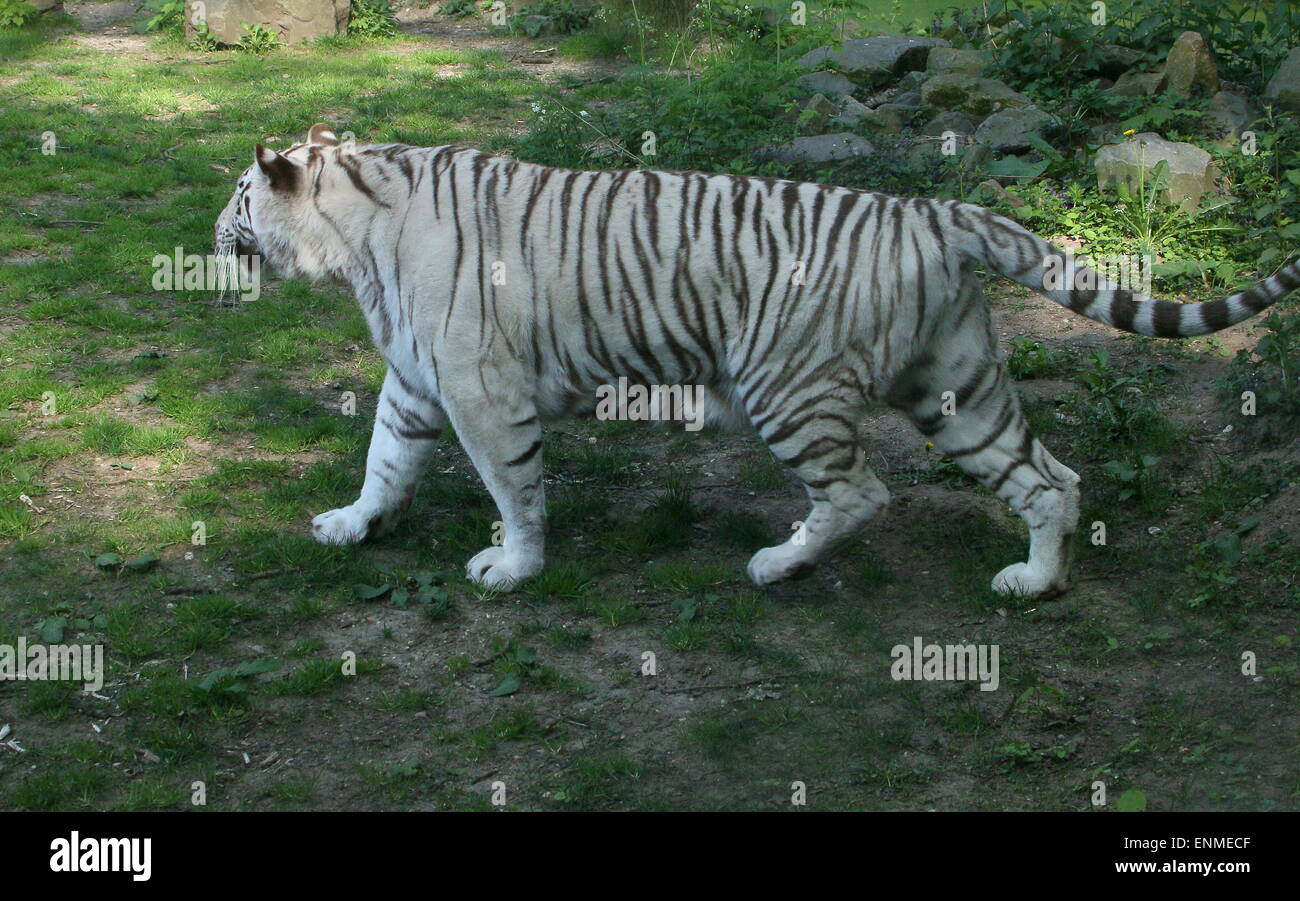 Male White Bengal tiger (Panthera tigris tigris) Stock Photo