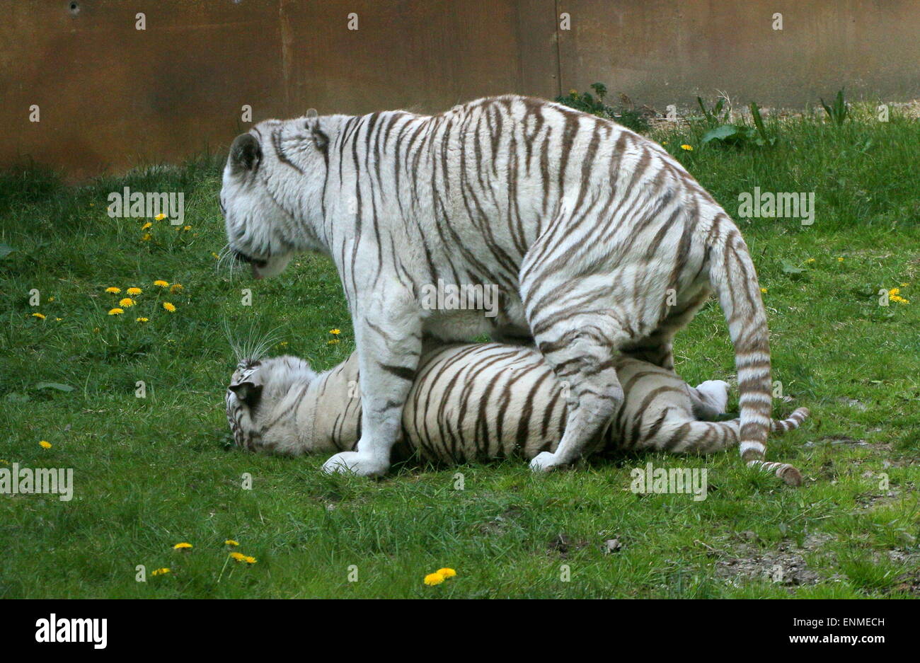 Frisky male and female White Bengal tiger (Panthera tigris tigris) at Ouwehand Zoo, Rhenen, The Netherlands Stock Photo