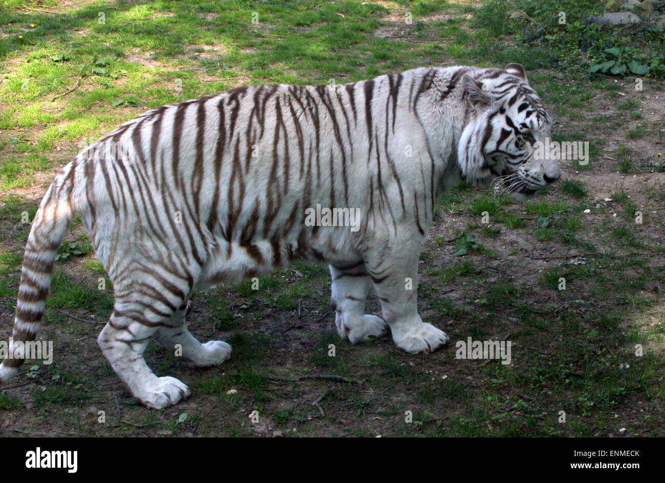 Male White Bengal tiger (Panthera tigris tigris) Stock Photo