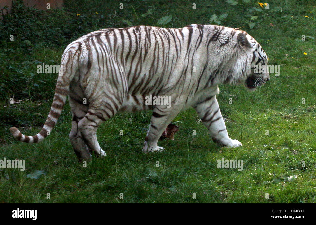Male White Bengal tiger (Panthera tigris tigris) walking past Stock Photo